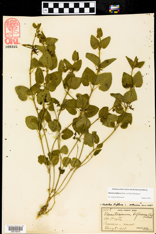 Matelea biflora image
