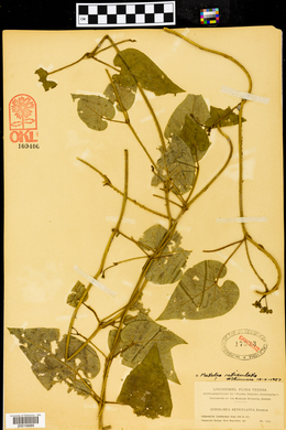 Gonolobus reticulatus image