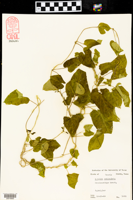 Matelea reticulata image