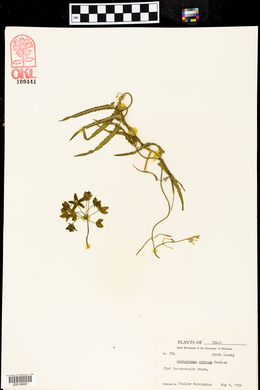 Funastrum crispum image