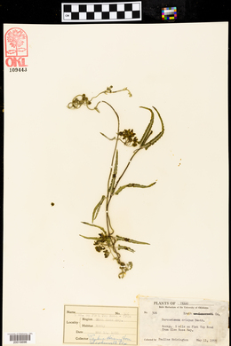 Funastrum crispum image