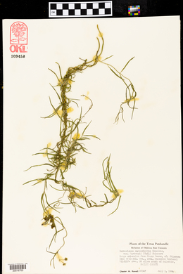 Funastrum heterophyllum image