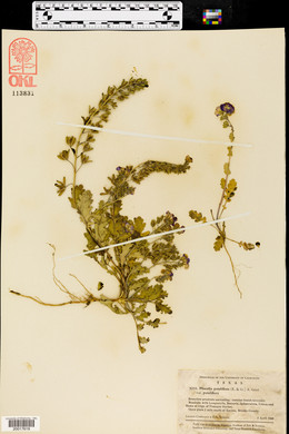 Phacelia patuliflora var. patuliflora image