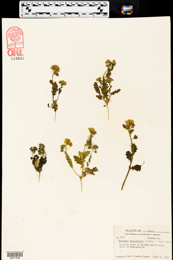 Phacelia patuliflora image