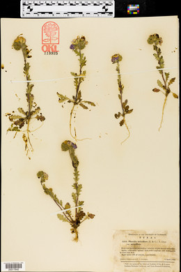 Phacelia strictiflora image