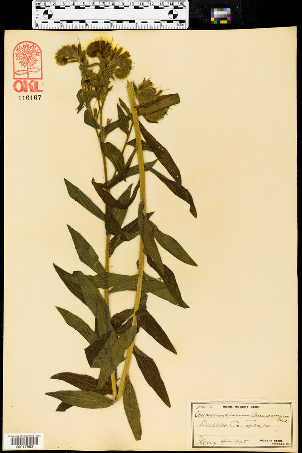 Lithospermum oaxacanum image