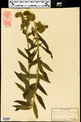 Image of Lithospermum oaxacanum