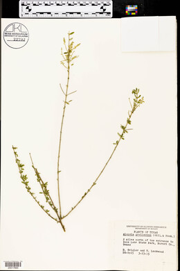 Aloysia gratissima image