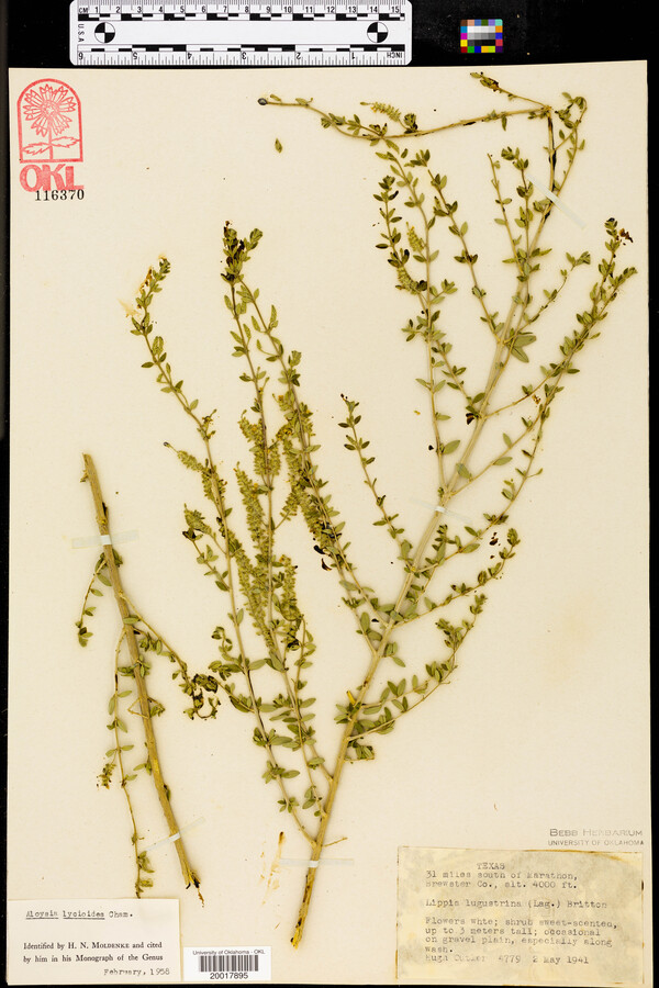 Aloysia gratissima var. gratissima image