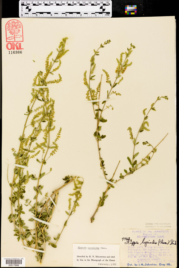 Aloysia gratissima var. gratissima image