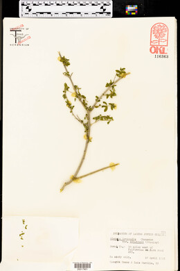 Aloysia gratissima image