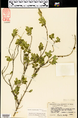 Aloysia macrostachya image