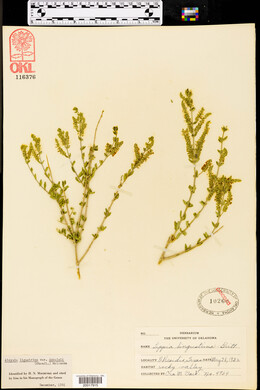 Aloysia gratissima image