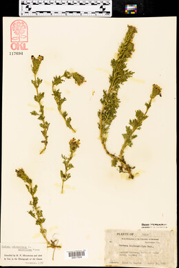 Glandularia bipinnatifida var. latilobata image