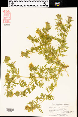 Glandularia bipinnatifida var. bipinnatifida image