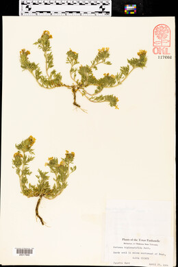Glandularia bipinnatifida var. bipinnatifida image