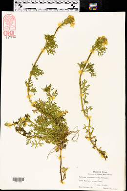 Glandularia bipinnatifida var. bipinnatifida image