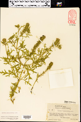 Glandularia bipinnatifida var. bipinnatifida image