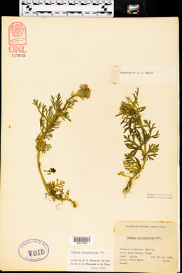 Glandularia bipinnatifida var. bipinnatifida image