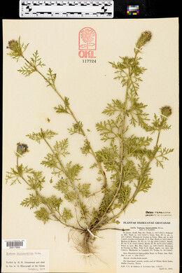 Glandularia bipinnatifida var. bipinnatifida image