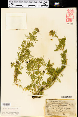 Glandularia bipinnatifida var. bipinnatifida image