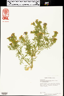 Glandularia bipinnatifida var. bipinnatifida image