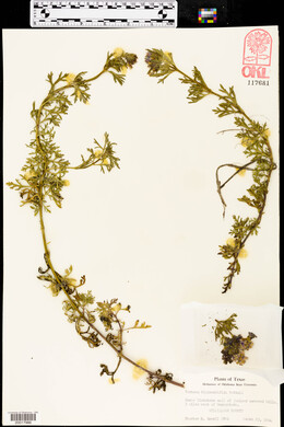Glandularia bipinnatifida var. bipinnatifida image