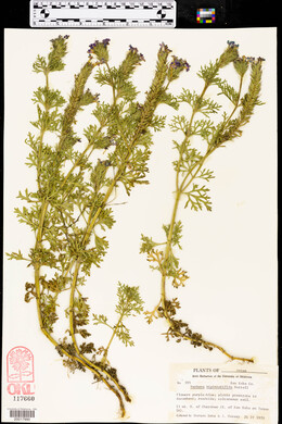 Glandularia bipinnatifida var. bipinnatifida image