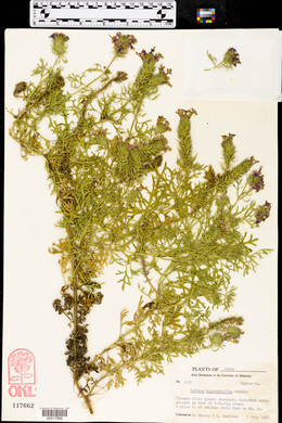 Glandularia bipinnatifida var. bipinnatifida image