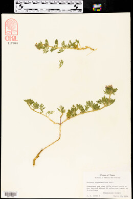 Glandularia bipinnatifida var. bipinnatifida image