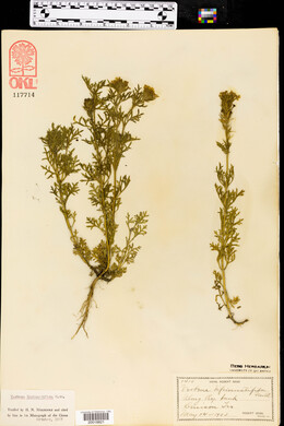 Glandularia bipinnatifida var. bipinnatifida image