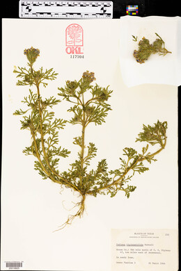 Glandularia bipinnatifida var. bipinnatifida image