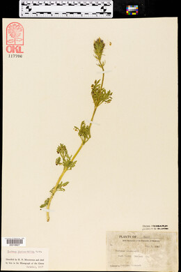 Glandularia bipinnatifida var. bipinnatifida image