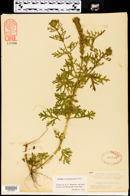 Glandularia bipinnatifida var. bipinnatifida image