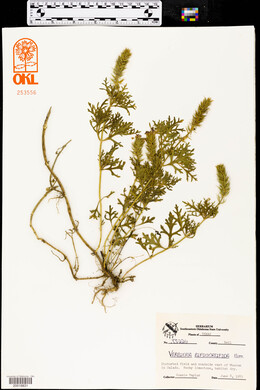 Glandularia bipinnatifida var. bipinnatifida image