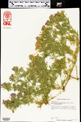 Glandularia bipinnatifida var. bipinnatifida image