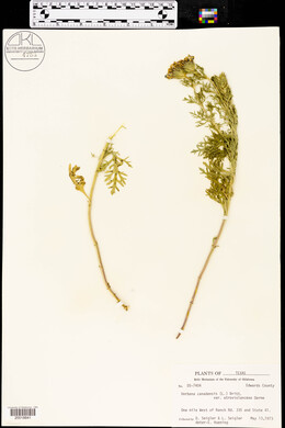 Glandularia canadensis image