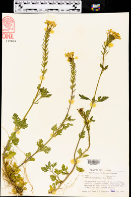 Verbena canadensis image