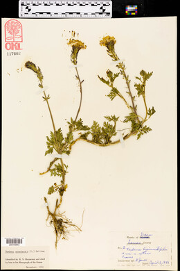 Verbena canadensis image
