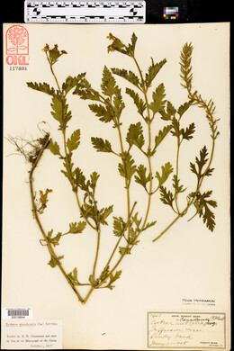 Verbena canadensis image