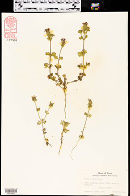 Verbena pumila image