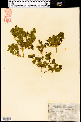 Verbena pumila image