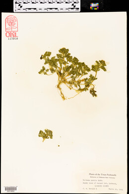 Verbena pumila image