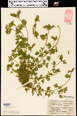 Verbena pumila image