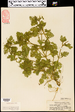 Verbena pumila image