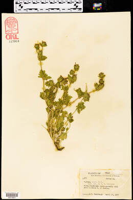 Verbena pumila image