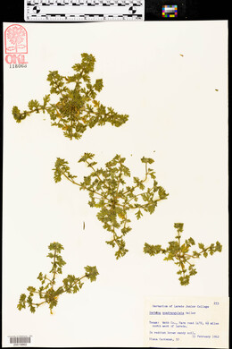 Verbena quadrangulata image