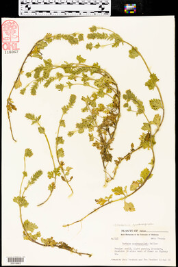 Verbena quadrangulata image