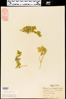 Glandularia quandrangulata image