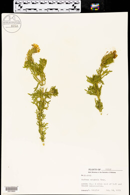 Glandularia wrightii image